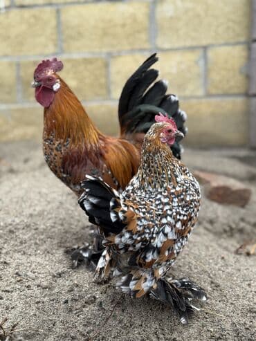 Услуги ветеринара: Продаются мильфлер пара — 2