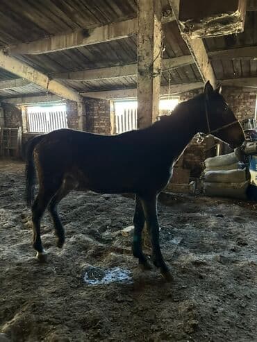 сколько стоит собака немецкая овчарка: Продаю | Жеребец | Рабочий — 6