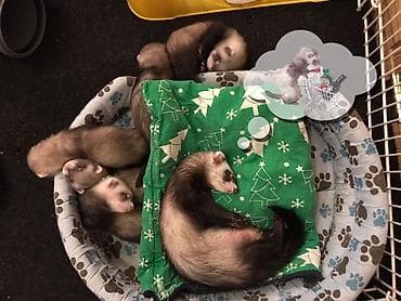 Хорьки: В продаже очаровательные хорьки Мальчики и девочки Привиты — 9