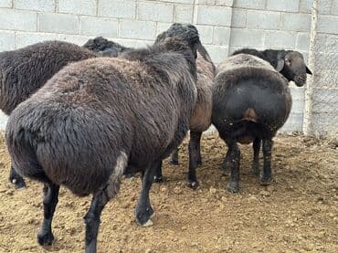 номер приюта для животных бишкек: Продаю | Ягненок, Баран (самец) | Гиссарская, Арашан | На забой, Для разведения, Для шерсти | Племенные — 3