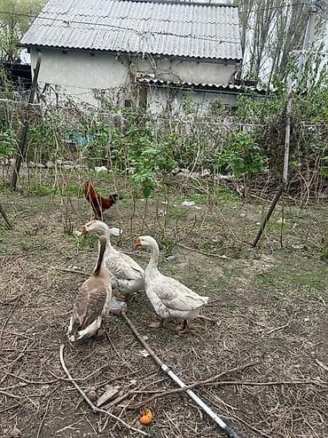 Животные: Домашние гуси, стадо из 3 голов. - Породы/окрасы: два — 4