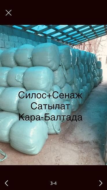 Кара-Балтада Силос Сатам Сенаж Сатам Силос Продаю Сенаж Продаю at lalafo.kg Кара-Балтада Силос Сатам Сенаж Сатам Силос Продаю Сенаж Продаю