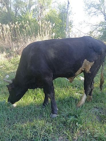 Продаю | Бык (самец) | На откорм