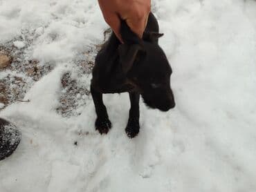 той терьер цена: Щенок терьерного типа, окраса черно‑подпалый. Особенности: - — 2