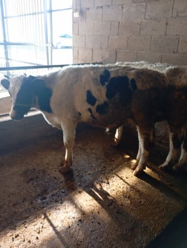 питбуль щенок: Продаю | Бык (самец) | Симментальская, Голштин | На откорм | Осеменитель, Племенные — 2