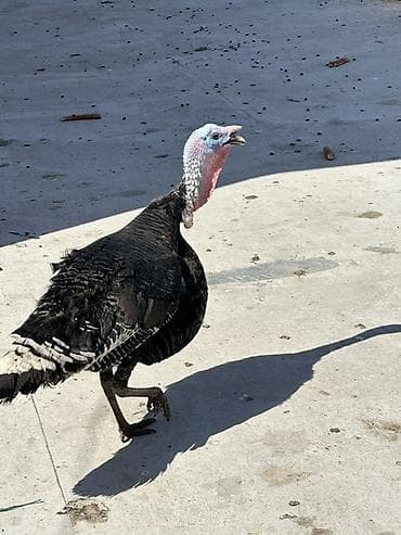 тушки бройлер: Продаю | Индюк (самец) | Бройлерная, Черный принц, Северокавказская | На забой, Для разведения | Племенные — 8