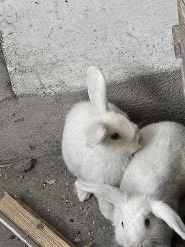 ит аты: Продаются 2 декоротивных кролика!! Самка и самец (Соня и Боня) — 2