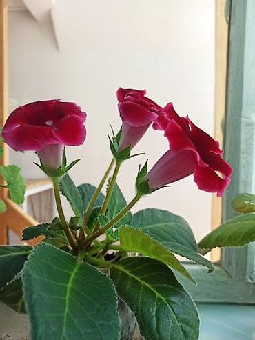 Фиалкалар жана глоксиниялар: Глоксиния с крупными бархатистыми цветками. Особенности: - Компактный — 2