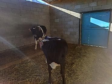 Продаю | Бык (самец) | На откорм