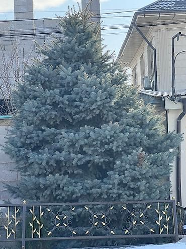 саженцы миндаля: Саженцы деревьев: Ели, Самовывоз — 8