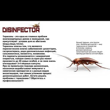клининг токмок: Дезинфекциялоо, дезинсекциялоо, | Бак-дарактарды дарылоо, Таракандар, Бүргөлөр, | Офистер, Подъезддер, Унаа — 4