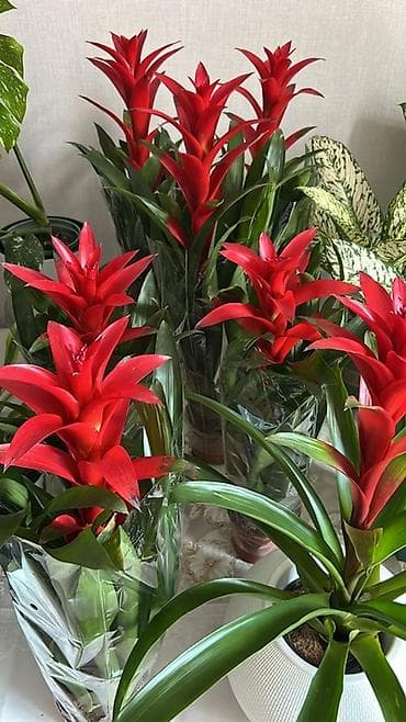 Гузмания (Guzmania) с ярким красно-алым соцветием в горшке. -