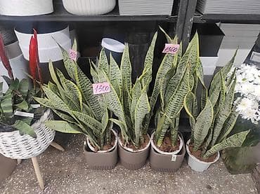 санса: Сансевиерия (Sansevieria trifasciata, «тещин язык») в горшках. - — 1