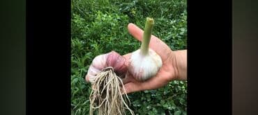 ковер пазл бишкек: Сарымсак — 1