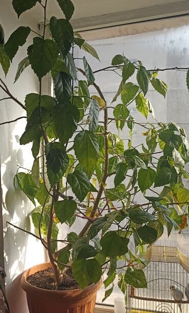 садовые растения: Крупный комнатный гибискус (китайская роза) в пластиковом горшке. - — 3