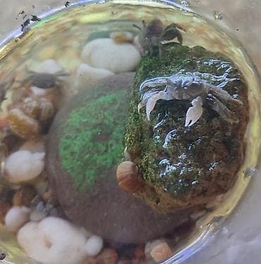 кун свет: Мини крабы для акватеррариума - Небольшие пресноводные крабы — 1