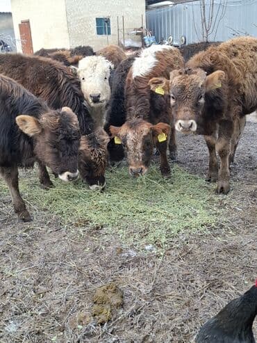 Айыл-чарба жаныбарлары: Сатам | Бука (эркек) | Аргын | Бордоп семиртүү үчүн — 1