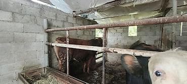 самец: Продаю | Бык (самец) — 3