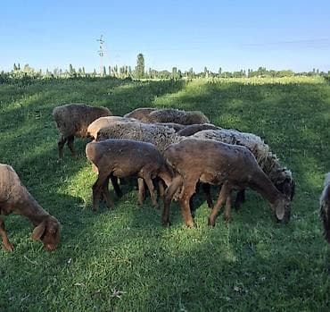 мака кукуруз: Продаю | Овца (самка) | Для разведения | Ярка — 4