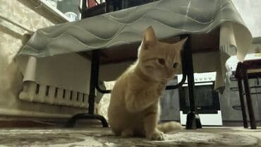 отдам кошечку в добрые руки: 4 месяца, Девочка, Проглистована — 2