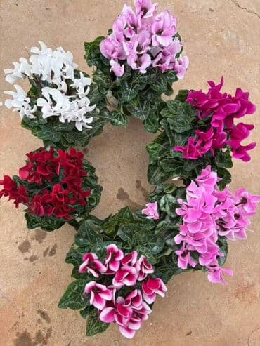 кактус эхинопсис: Комнатные растения в горшках: - Замиокулькас (Zamioculcas — 2