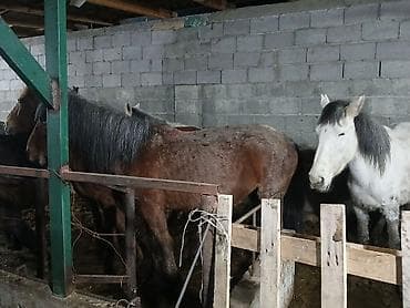 жеребец кроет кобыл: Продаю | Кобыла (самка) | Для разведения — 3