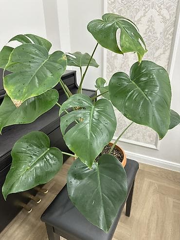 деликатес: Монстера делициоза (Monstera deliciosa) в горшке - Эффектное — 5
