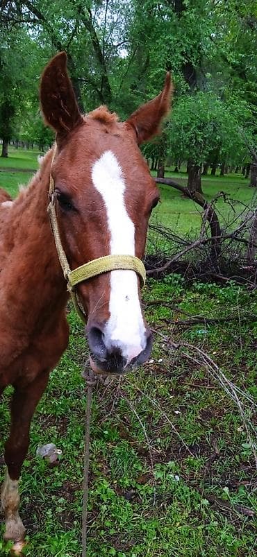 жаны уйлор: Сатам | Тай | Ат спорту — 4