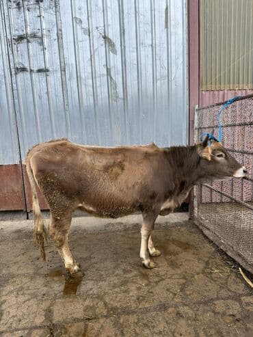 куда можно отдать собаку в бишкеке: Продаю | Тёлка | На откорм | Племенные — 1