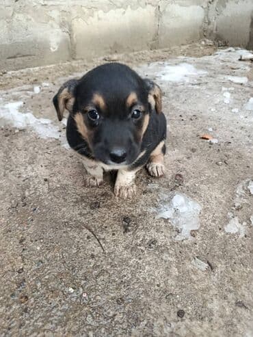 карманные собаки: Щенок метис, короткошёрстный, компактного телосложения. Окрас — 1