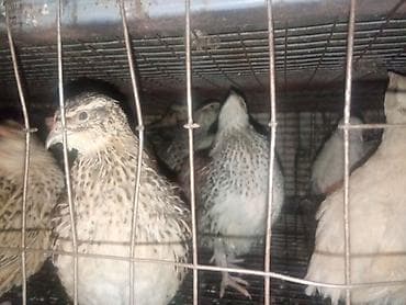 Перепела (разные окрасы) - Вид: домашние перепела, мясо-яичное
