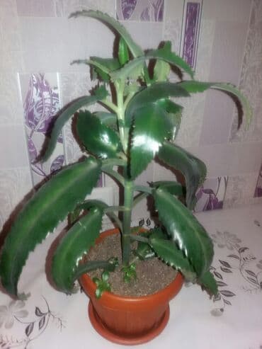 растения для аквариума: Каланхоэ Очищает воздух в помещении — 3