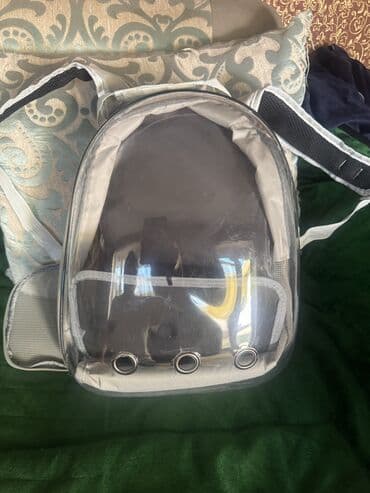 манчкин котята купить: Скотиш Фолд (Шотландская вислоухая), 4 месяца, Девочка, Серебристая шиншилла, Приучена к лотку — 7