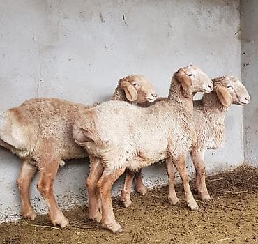 корейские куры: Продаю | Ягненок, Баран (самец) | Арашан — 3