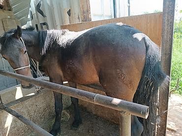 бенгальская кошка домашняя: Продаю | Жеребец | Рабочий — 1