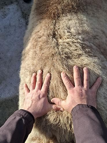 Другие животные: Продаю | Овца (самка) | Полукровка | Для разведения | Матка — 6