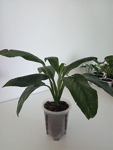 простой: Спатифиллум (Spathiphyllum), комнатное растение в горшке. - — 4