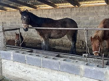 Собаки: Продаю | Конь (самец) | Конный спорт — 2