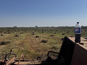 продам рыбу: 100сом с поля Тук тюк беде камыш аралаш арзан чоп — 6