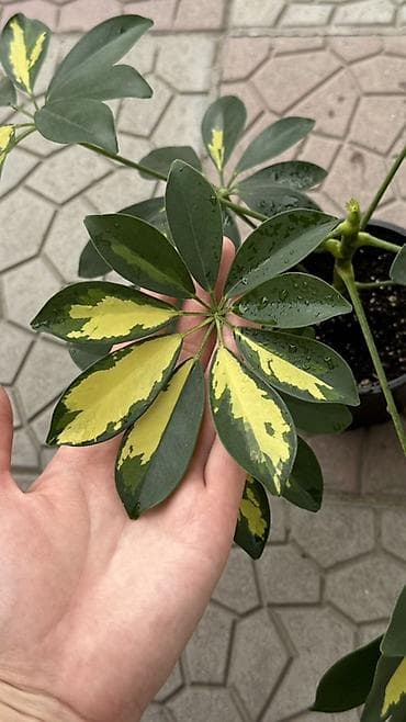 вариегатный замиокулькас: Шеффлера вариегатная (Schefflera arboricola ‘Variegata’) в горшке — 2