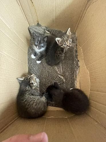 Продажа кошек: Котята, помет из нескольких малышей. - Окрас: тигровые — 5