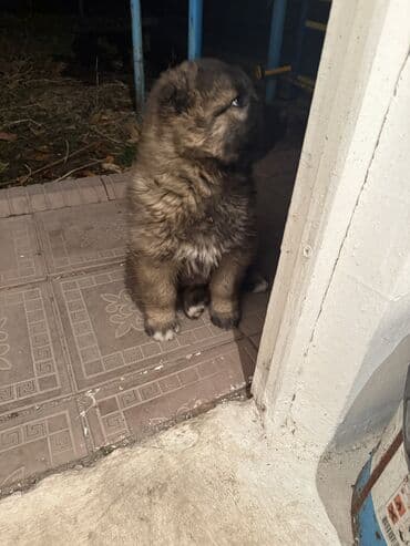 коровы токмок: Щенки Кавказкой овчарки.больше месяца. Прививка еще не — 2
