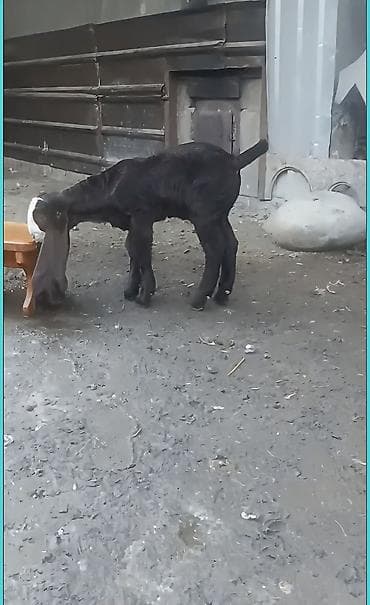 карликовый кох: Продаю | Козлёнок | Камори — 3