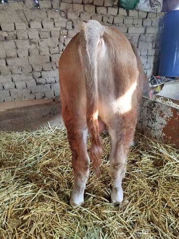 купить курицу домашнюю: Продаю | Бык (самец) | На откорм | Привязанные — 3