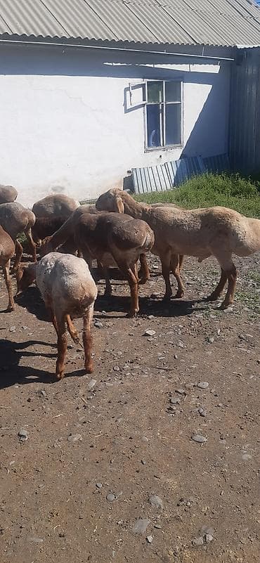 кармушка для баранов: Продаю | Овца (самка) | Для разведения | Матка — 2