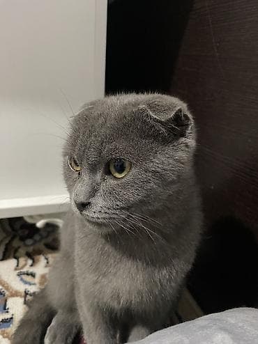 Аквариумы: Кошка даром: Скотиш Фолд (Шотландская вислоухая), 4 месяца, Мальчик, Приучена к лотку — 2