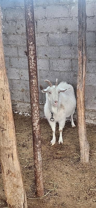 Продаю | Коза (самка) | Полукровка | Для разведения