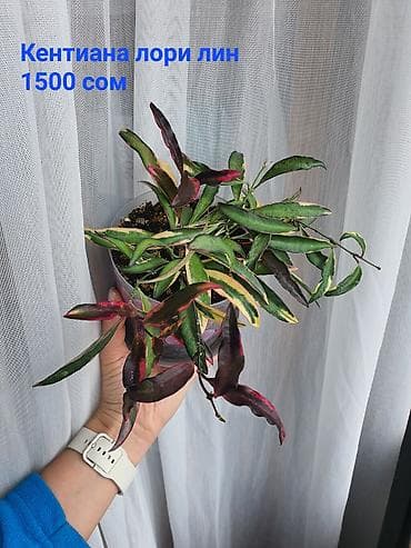 Орхидеи: Взрослые сортовые хойи в продаже: Цена указана за растение. Опора в — 2