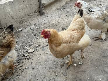 домик для: Продаю | Куры | Домашняя — 11