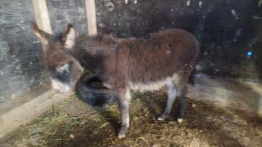 Осёл (малый/средний рост), тёмно-коричневая шерсть с более светлыми